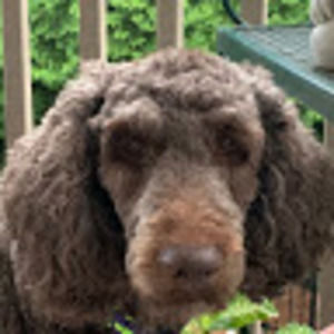 Meet your Posher, Shirley